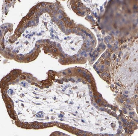 MVP Antibody
