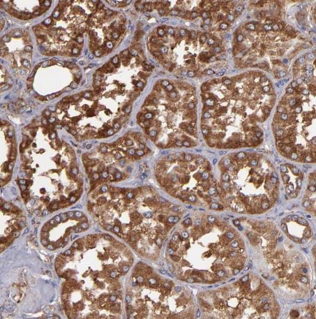 MVP Antibody