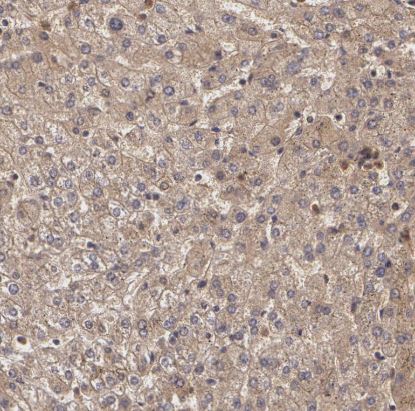 LRG1 Antibody
