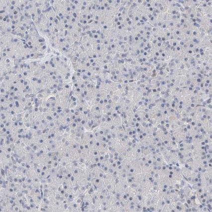 KCNJ1 Antibody