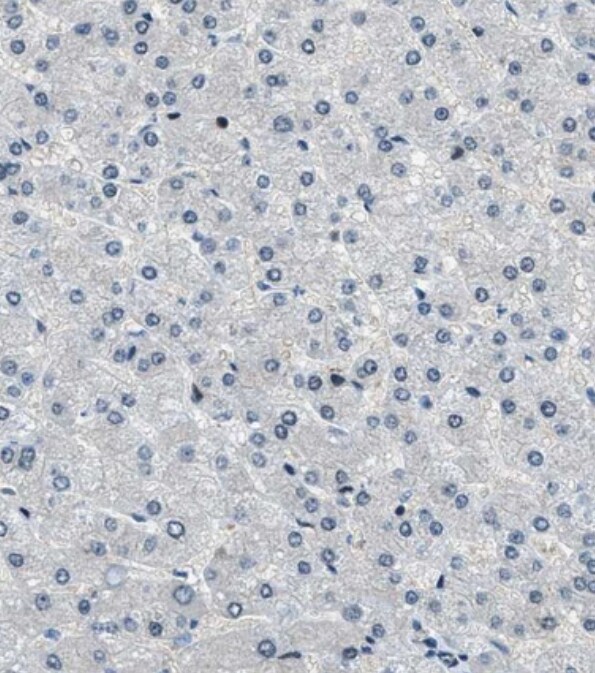 NUDCD3 Antibody - BSA Free