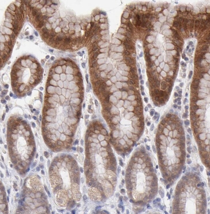 OAS1 Antibody - BSA Free