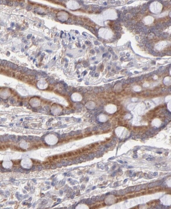 OAS1 Antibody - BSA Free