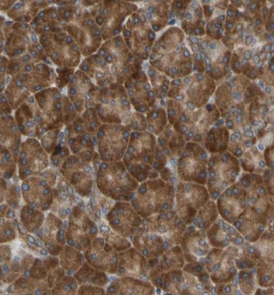 VAP-A Antibody - BSA Free