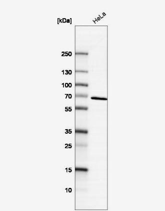 Syntaxin-BP1 Antibody