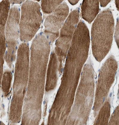 TEX2 Antibody