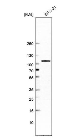 TBCK Antibody