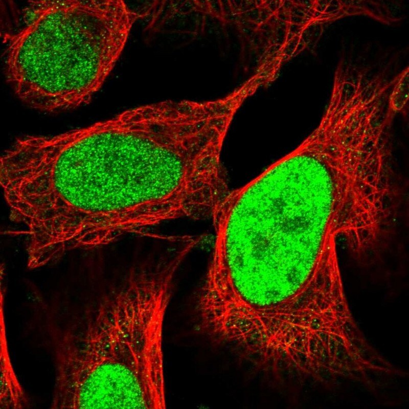 HCA59 Antibody
