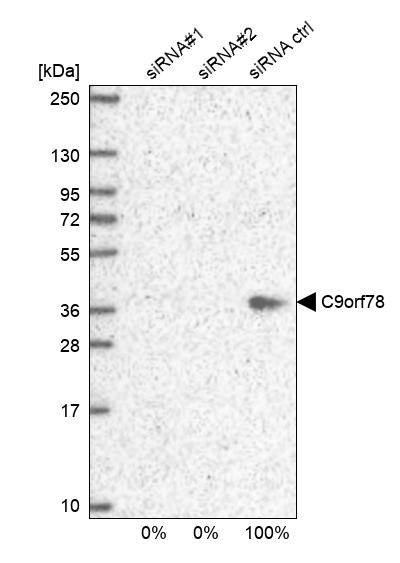 HCA59 Antibody