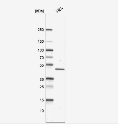 OAT Antibody