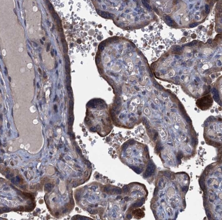 Contactin-5 Antibody - BSA Free