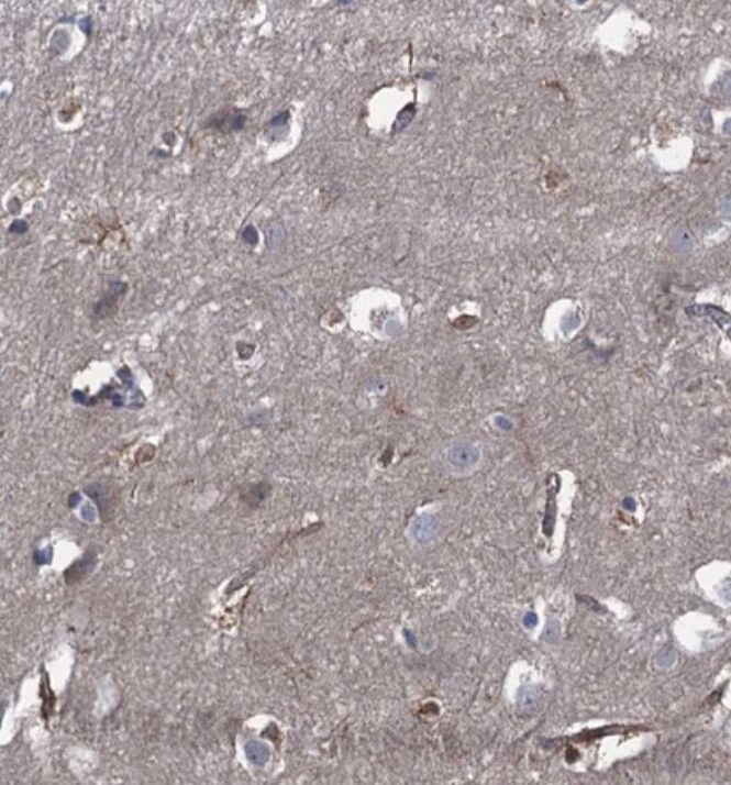 Contactin-5 Antibody - BSA Free