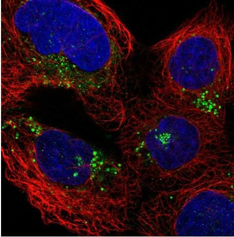 GILT/IFI30 Antibody