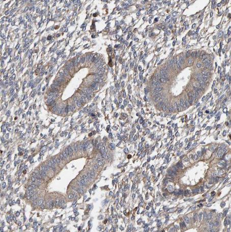 PLA2G3 Antibody