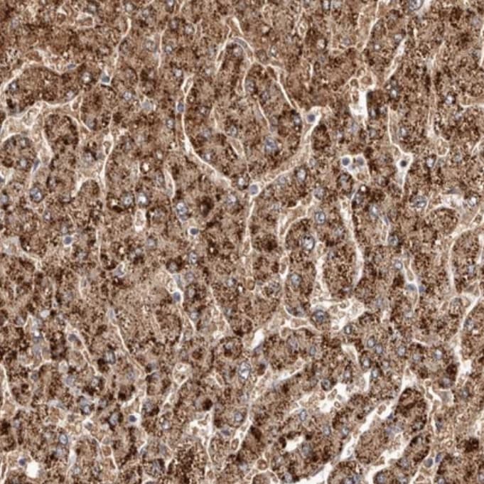 LRRC25 Antibody - BSA Free