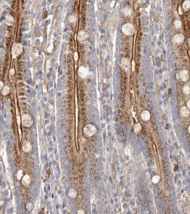 LRRC25 Antibody - BSA Free