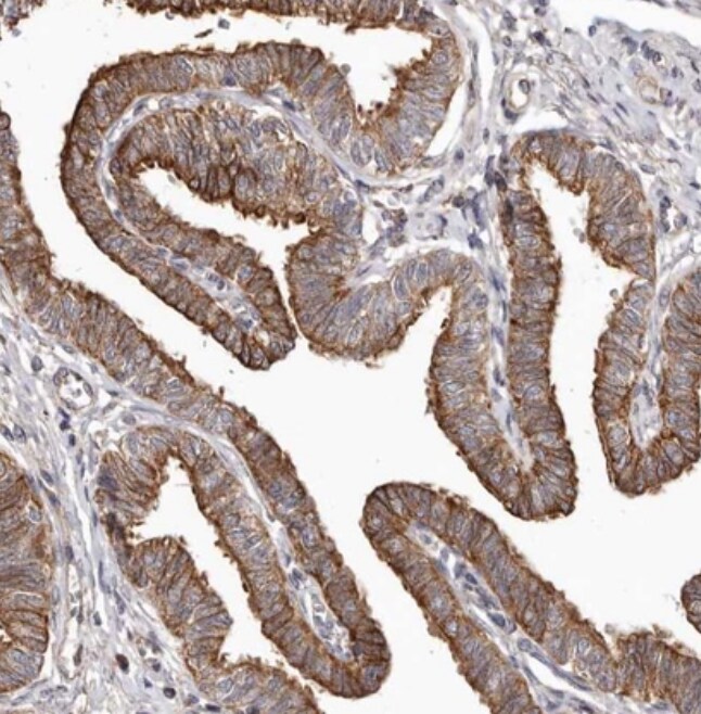LRRC25 Antibody - BSA Free
