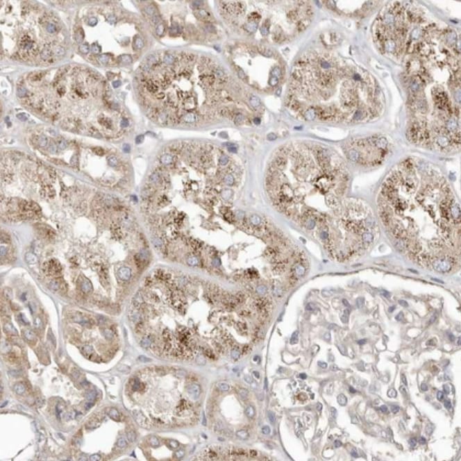 LRRC25 Antibody - BSA Free