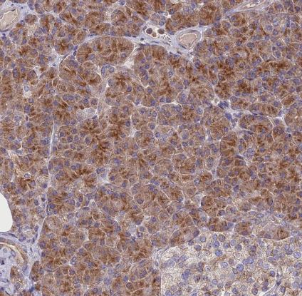 JMY Antibody