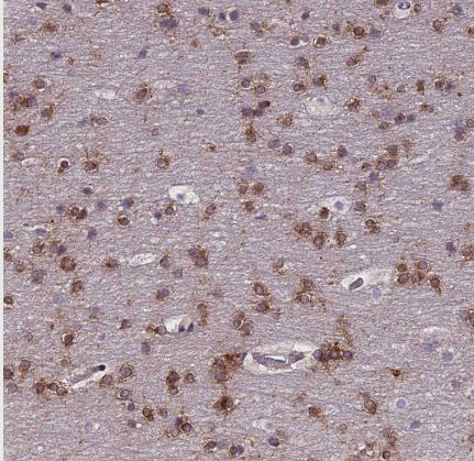 JMY Antibody