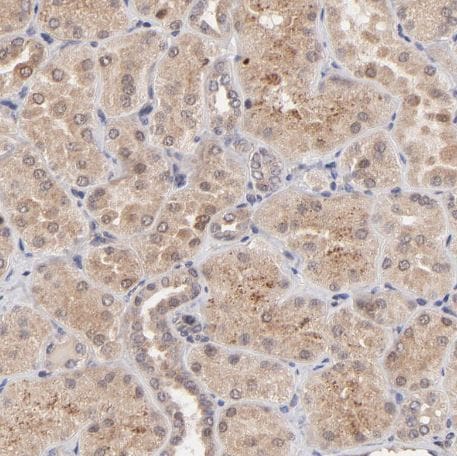 BAIAP2L2 Antibody BAIAP2L2 Antibody