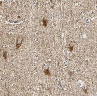 QSER1 Antibody - BSA Free