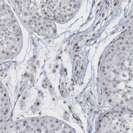 RFX7 Antibody