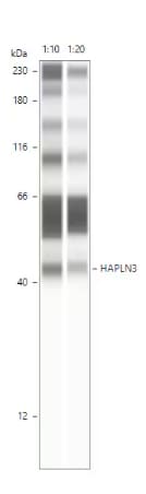 HAPLN3 Antibody