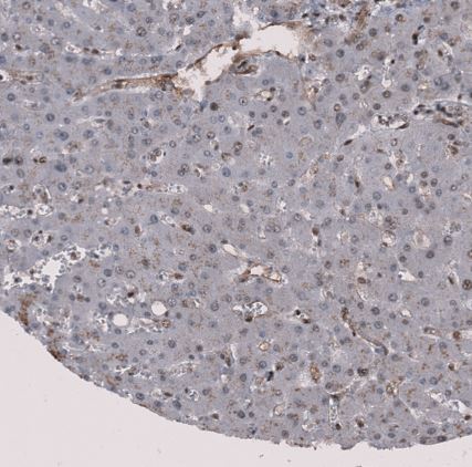 MMRN2 Antibody