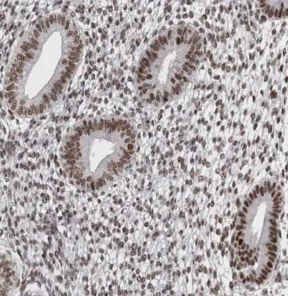DMTF1 Antibody