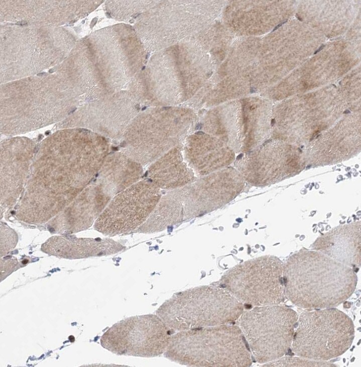 ANAPC15 Antibody - BSA Free