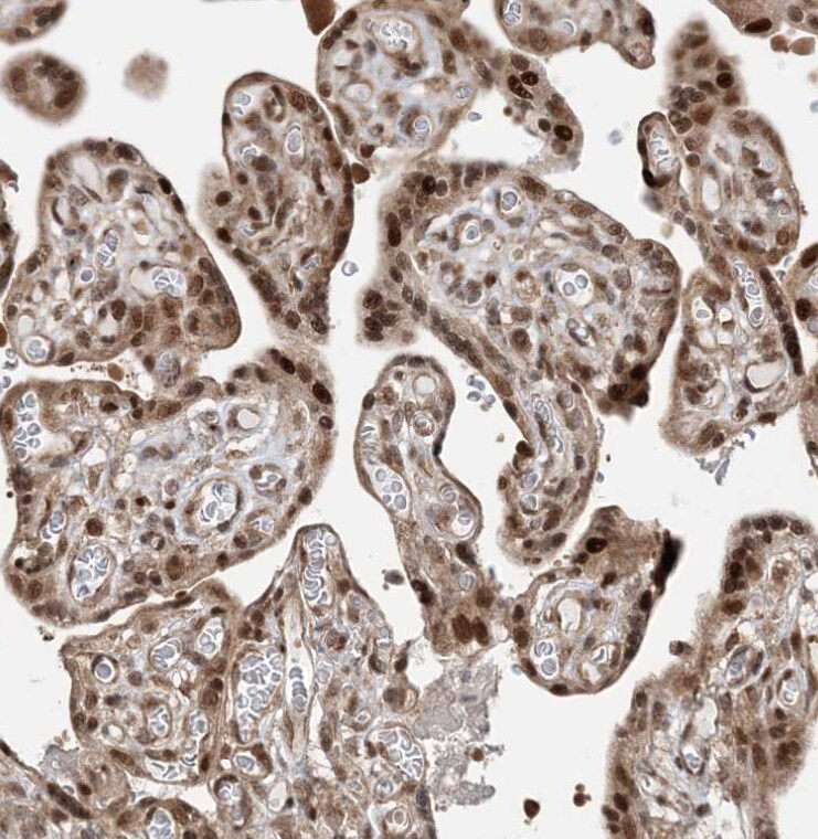 ANAPC15 Antibody - BSA Free