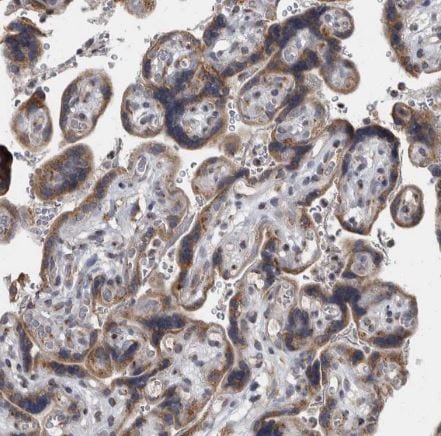 LMAN2L Antibody