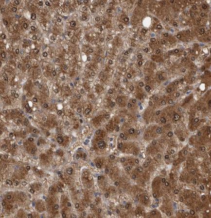 LMAN2L Antibody