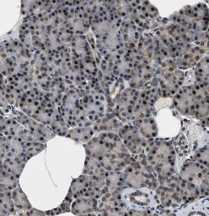 RBM33 Antibody