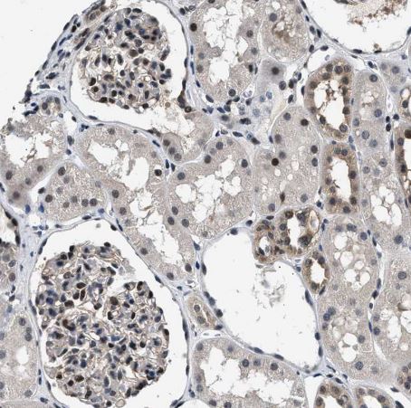 RBM33 Antibody