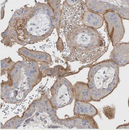 OC-STAMP Antibody