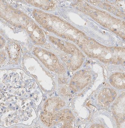 OC-STAMP Antibody
