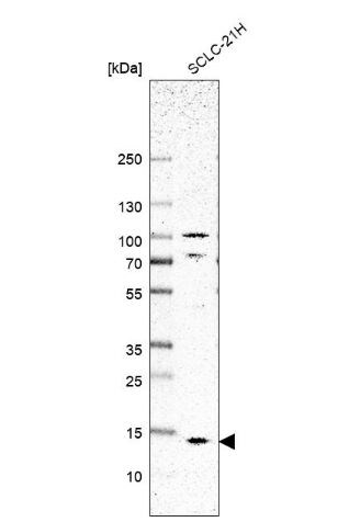 SMIM8 Antibody