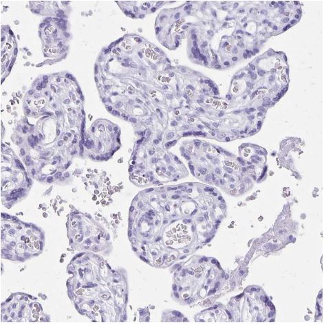 Defensin alpha 5 Antibody