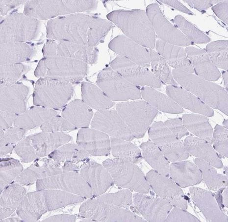 Defensin alpha 5 Antibody