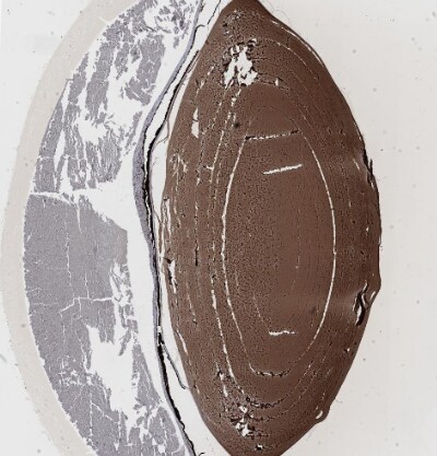 CRYGS Antibody