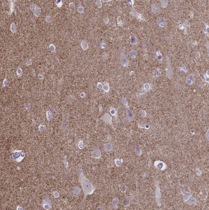 SH3GL3 Antibody