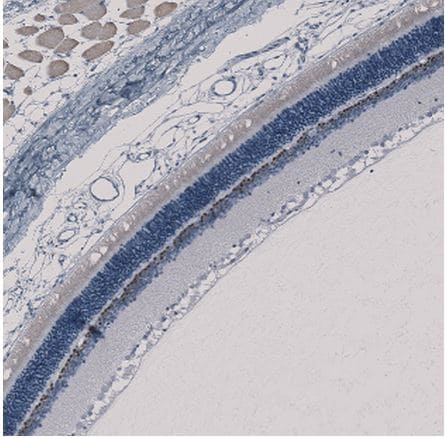 CHX10 Antibody