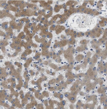 MPDU1 Antibody