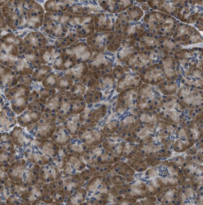 MPDU1 Antibody