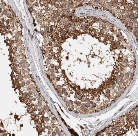 IARS2 Antibody