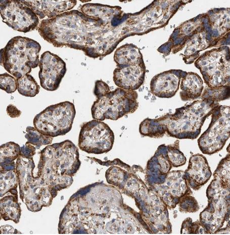 IARS2 Antibody