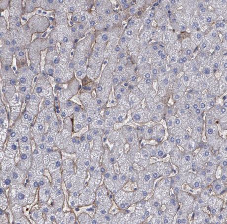 Fibulin 1 Antibody