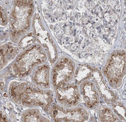 FANCL Antibody